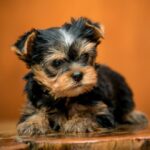 Oliver-male-Yorkie-puppy-for-sale-1