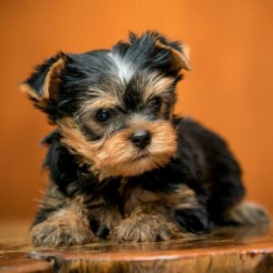 Oliver Yorkshire Terrier Oliver Yorkshire Terrier