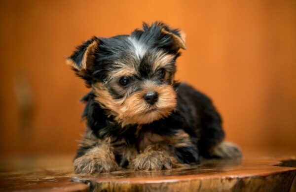 Oliver Yorkshire Terrier Oliver Yorkshire Terrier