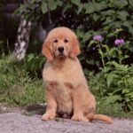 Oliver-male-golden-retriver-puppy-for-sale-1 (1)