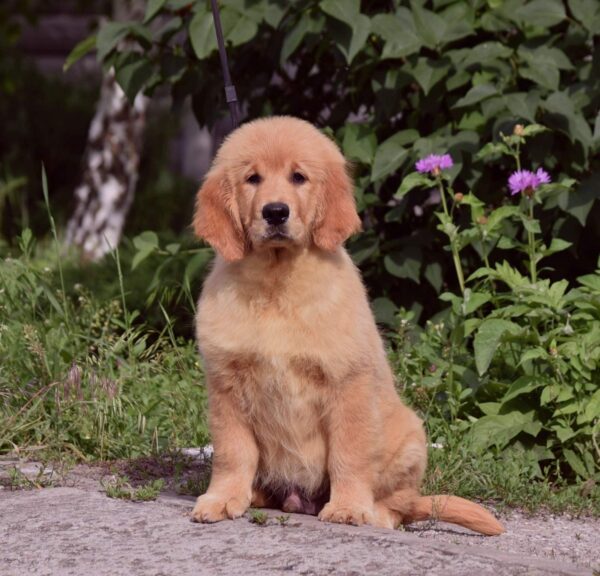 Oliver Golden Retriever Oliver Golden Retriever