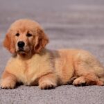 Oliver-male-golden-retriver-puppy-for-sale-1 (2)