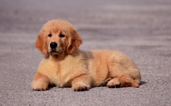 Oliver Golden Retriever Oliver Golden Retriever