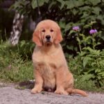 Oliver-male-golden-retriver-puppy-for-sale-1 (3)