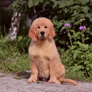 Oliver Golden Retriever Oliver Golden Retriever