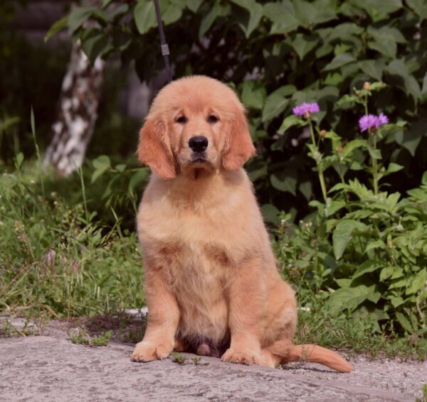 Oliver Golden Retriever Oliver Golden Retriever