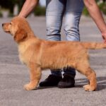 Oliver-male-golden-retriver-puppy-for-sale-1 (4)