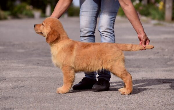 Oliver Golden Retriever Oliver Golden Retriever