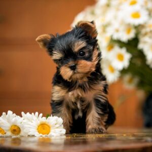 Olivia Yorkshire Terrier Olivia Yorkshire Terrier