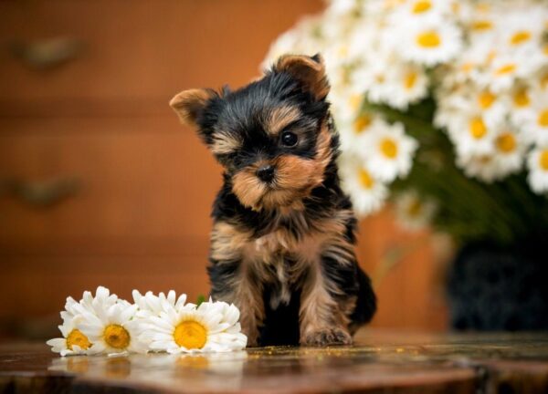 Olivia Yorkshire Terrier Olivia Yorkshire Terrier