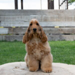 Ollina-female-English-Cocker-Spaniel-puppy-for-sale-1