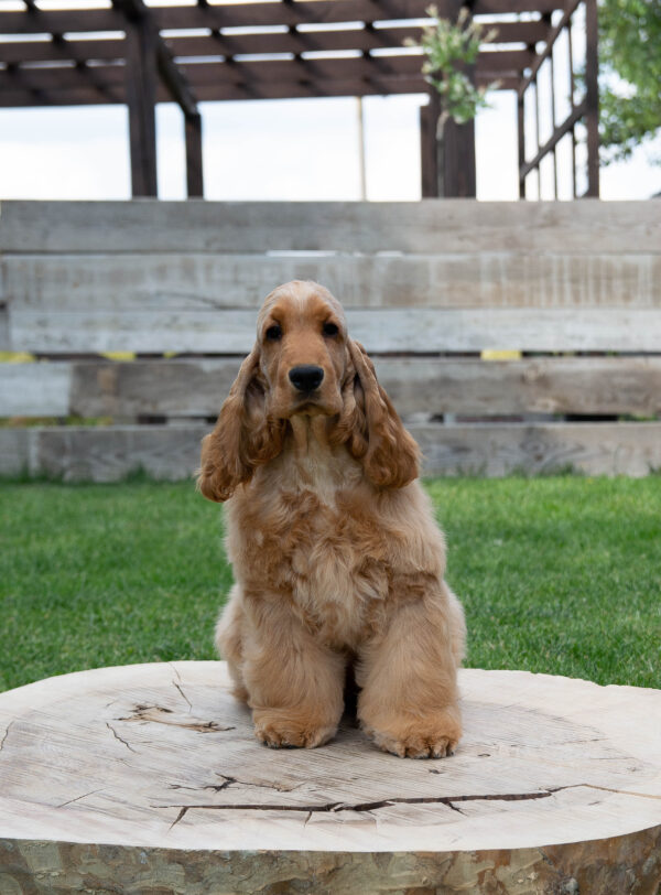 Ollina English Cocker Spaniel Ollina English Cocker Spaniel