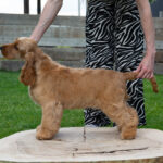 Ollina-female-English-Cocker-Spaniel-puppy-for-sale-2