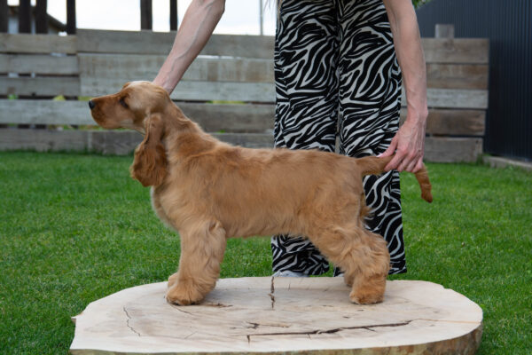 Ollina English Cocker Spaniel Ollina English Cocker Spaniel