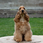 Ollina-female-English-Cocker-Spaniel-puppy-for-sale-3