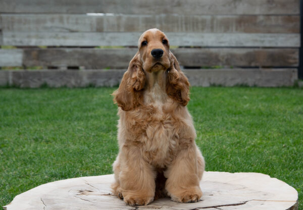 Ollina English Cocker Spaniel Ollina English Cocker Spaniel
