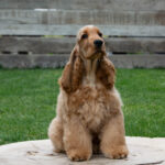 Ollina-female-English-Cocker-Spaniel-puppy-for-sale-4