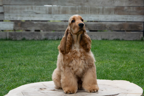 Ollina English Cocker Spaniel Ollina English Cocker Spaniel