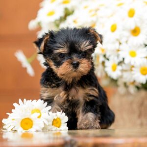 Ophelia Yorkshire Terrier Ophelia Yorkshire Terrier