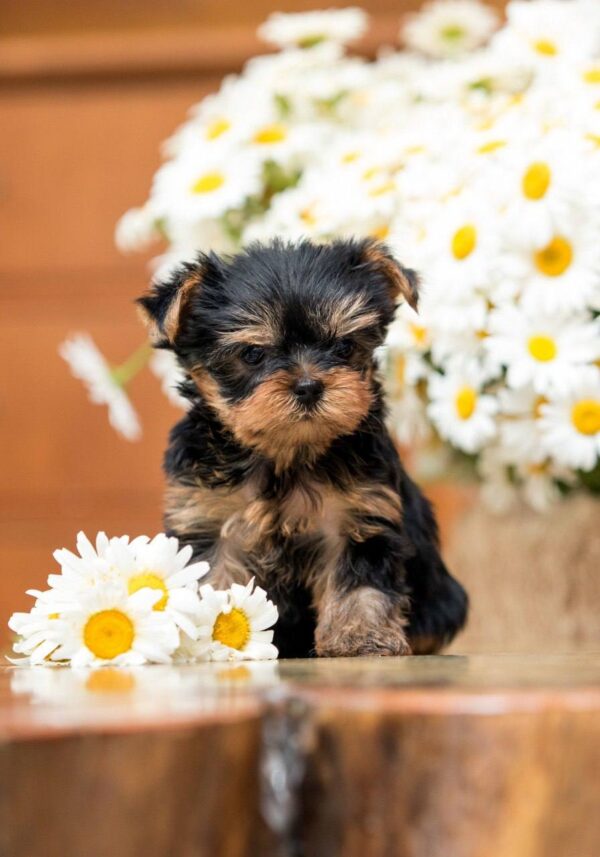 Ophelia Yorkshire Terrier Ophelia Yorkshire Terrier
