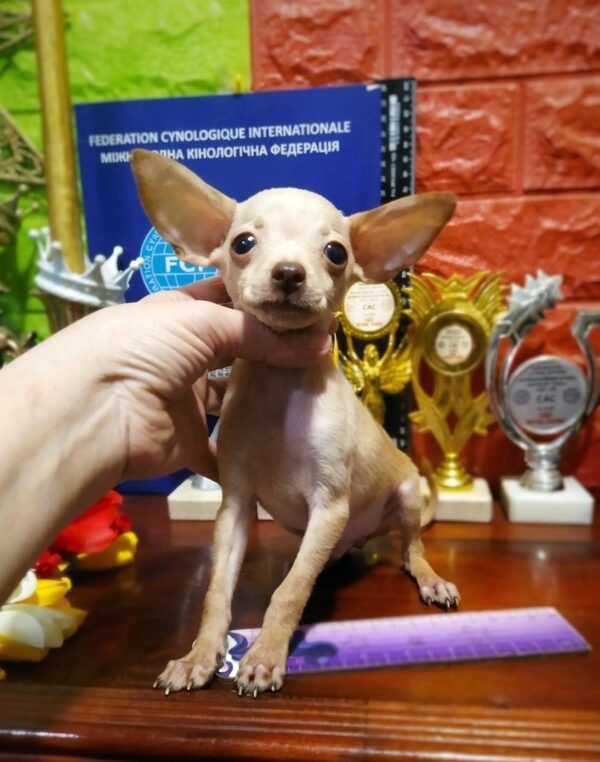 Opiat Russian Toy Terrier Opiat Russian Toy Terrier