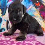 Oriana-male-miniature-schnauzer-puppy-for-sale- (1)