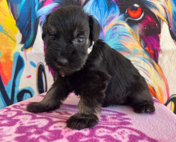 Oriana Miniature Schnauzer Oriana Miniature Schnauzer