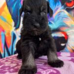 Oriana-male-miniature-schnauzer-puppy-for-sale- (2)