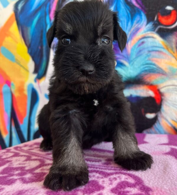 Oriana Miniature Schnauzer Oriana Miniature Schnauzer
