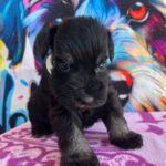 Oriana-male-miniature-schnauzer-puppy-for-sale- (3)