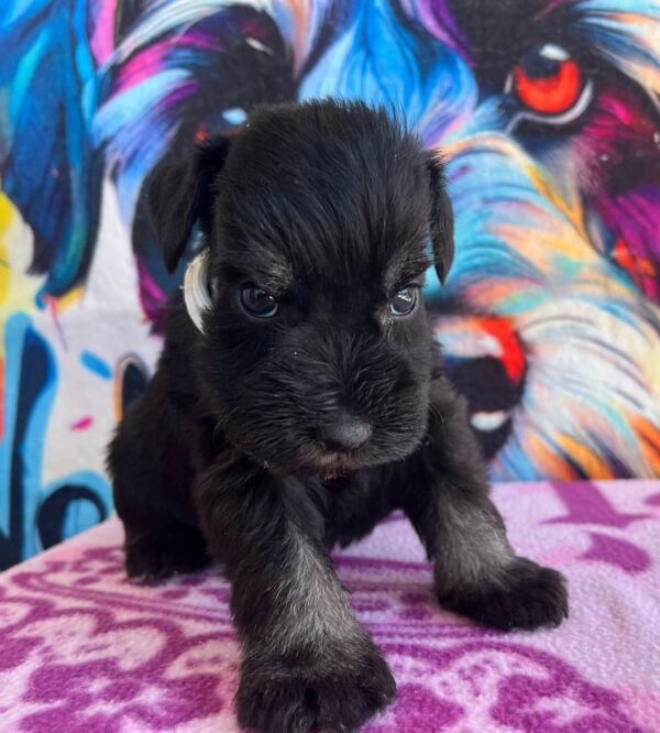 Oriana Miniature Schnauzer Oriana Miniature Schnauzer