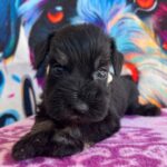 Oriana-male-miniature-schnauzer-puppy-for-sale- (4)