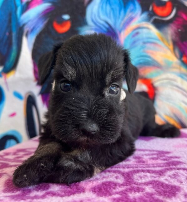 Oriana Miniature Schnauzer Oriana Miniature Schnauzer