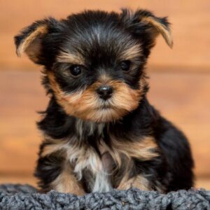 Oscar Yorkshire Terrier Oscar Yorkshire Terrier