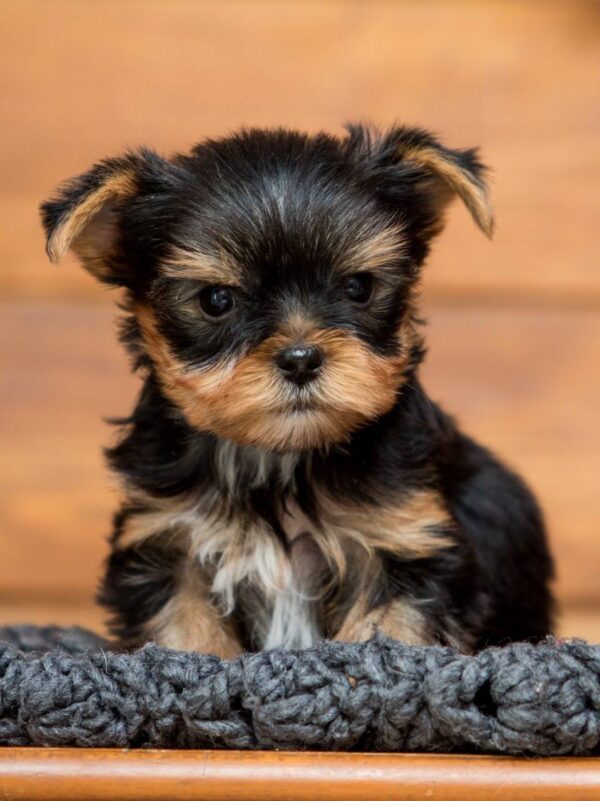 Oscar Yorkshire Terrier Oscar Yorkshire Terrier