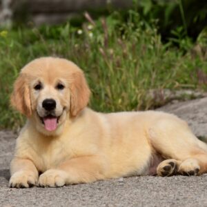 Oscar Golden Retriever Oscar Golden Retriever