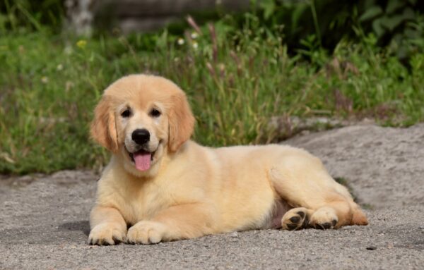 Oscar Golden Retriever Oscar Golden Retriever