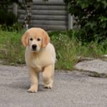 Oscar-male-golden-retriver-puppy-for-sale-1 (2)