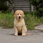Oscar-male-golden-retriver-puppy-for-sale-1 (3)