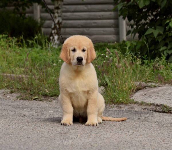 Oscar Golden Retriever Oscar Golden Retriever