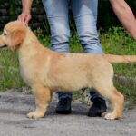 Oscar-male-golden-retriver-puppy-for-sale-1 (4)
