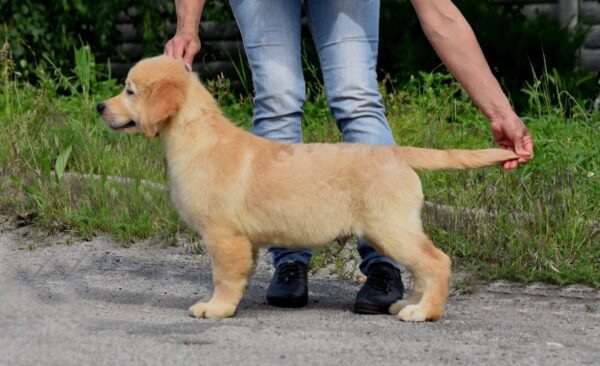 Oscar Golden Retriever Oscar Golden Retriever