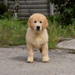 Oscar-male-golden-retriver-puppy-for-sale-1 (5)