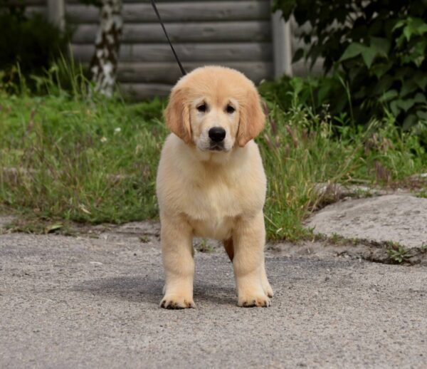 Oscar Golden Retriever Oscar Golden Retriever