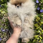 Pandora-female-pomeranian-puppy-for-sale-1 (1)