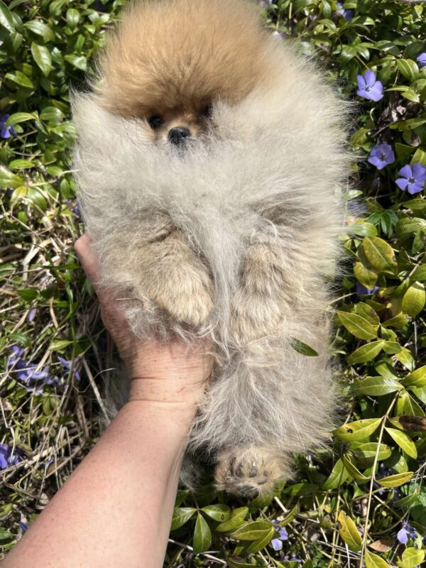 Pandora Pomeranian Pandora Pomeranian