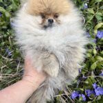 Pandora-female-pomeranian-puppy-for-sale-1 (2)