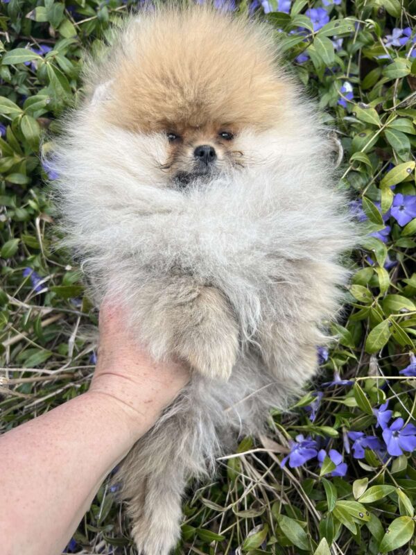 Pandora Pomeranian Pandora Pomeranian