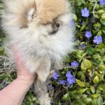 Pandora-female-pomeranian-puppy-for-sale-1 (3)