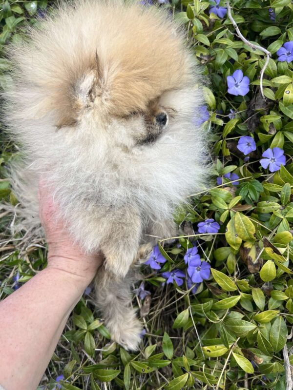 Pandora Pomeranian Pandora Pomeranian